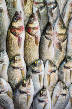 Many fresh fish from Red Sea, photo from fish market in Hurghada, Egypt. Seafood background