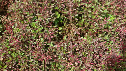 beautiful and stunning red plant