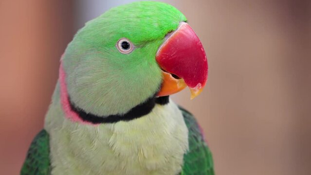 Head Close-up Alexandrine parakeet or parrot - extreme closeup at keoladeo ghana national park
