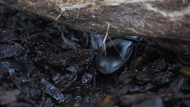 Dorcus hopei insect crawling under Log in dirt ground