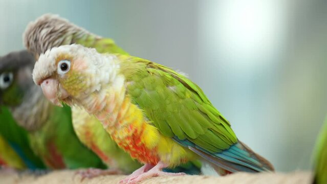 Cinnamon Green-cheeked Conures or Parakeet (Pyrrhura molinae) Birds Sitting Together in a Raw