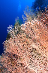 Fototapeta na wymiar Gorgonia on a reef near Daedalus reef in the Red Sea. Large red gorgonians found on reefs. Gorgonias found on coral reefs. Red Sea, Egypt