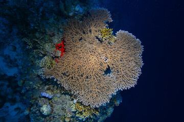 Gorgonia on a reef near Daedalus reef in the Red Sea. Large red gorgonians found on reefs. Gorgonias found on coral reefs. Red Sea, Egypt