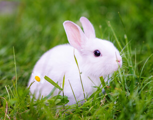 A small white rabbit sitting on green grass with a chamomile flower nearby. New year 2023 - year of the rabbit