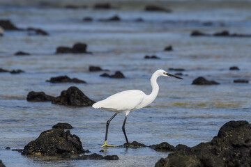 Great egret in the sea at the beach of Fuerteventura, Canary islands, Spain