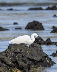 Great egret in the sea at the beach of Fuerteventura, Canary islands, Spain