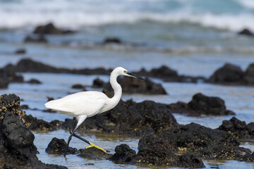 Great egret in the sea at the beach of Fuerteventura, Canary islands, Spain