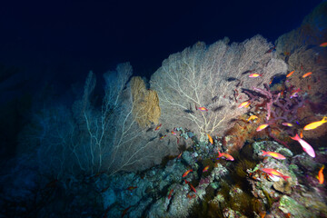 Gorgonia on a reef near Daedalus reef in the Red Sea. Large red gorgonians found on reefs....