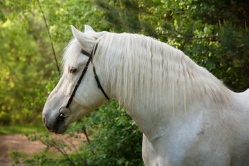 portrait of white draft Persheron stallion posing near forest.
