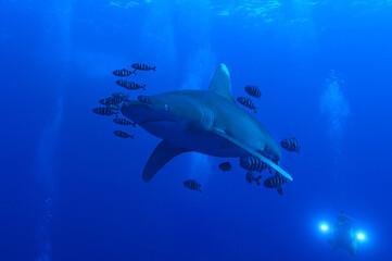 Langimanus ocean whitetip shark with pilot fish in the deep, Daedalus reef, Red Sea, Egypt.