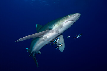 Naklejka na ściany i meble Langimanus ocean whitetip shark with pilot fish in the deep, Daedalus reef, Red Sea, Egypt.