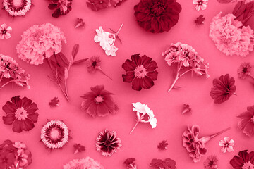 Bright pattern of flowers, as backdrop or texture. Color of the year 2023. Top view Flat lay