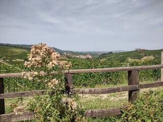 Fototapeta na wymiar Panoramic view of the valley of Barolo in summer