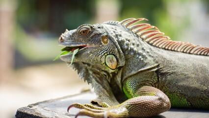 close up green iguana while open his mouth for food