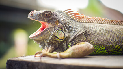 close up green iguana while open his mouth for food