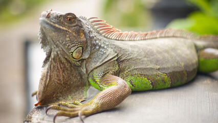 close up green iguana with nature background