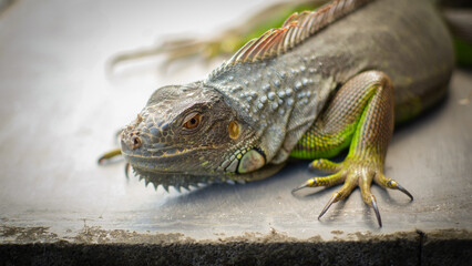 close up green iguana with nature background