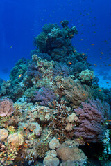 Plakat Underwater World. Coral fish and reefs of the Red Sea.Underwater background.Egypt 