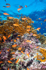 Underwater World. Coral fish and reefs of the Red Sea.Underwater background.Egypt	