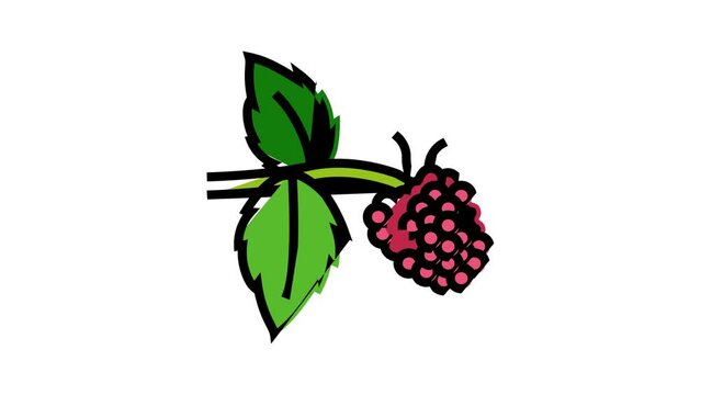 sweet raspberry fruit color icon animation