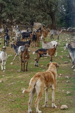 mastin shepherd dog guarding a herd of goats