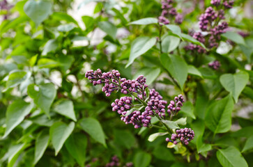 Beautiful lilac flowers branch on a green background, natural spring background. Blooming lilac bush with tender flower. Selective focus, blurred background