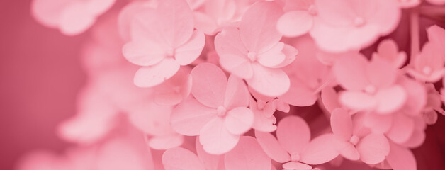 white hydrangea flowers