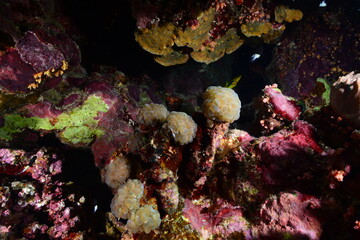 Underwater World. Coral fish and reefs of the Red Sea. Underwater background. Egypt	