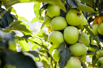 Ripe apples on a tree in a garden. Organic apples hanging from a tree branch in an apple orchard