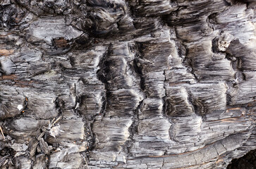 Burnt tree bark background. Tileable texture of burnt wood. Selective focus