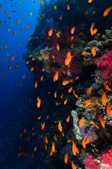 Obraz na płótnie Canvas Underwater World. Coral fish and reefs of the Red Sea.Underwater background.Egypt 