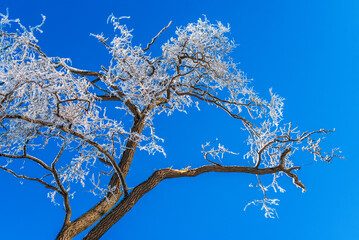 ice covered branches of tree against the clear blue sky. frosty winter weather. fairytale landscape