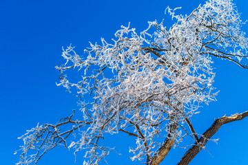 ice covered branches of tree against the clear blue sky. frosty winter weather. fairytale landscape