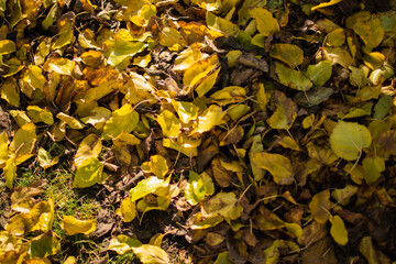 autumn leaves background