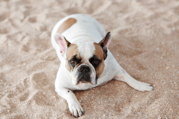 the french bulldog is waiting and begging to go for a walk with the owner, sitting or lying on the mat. Puppy of French bulldog posing on camera and looking. High quality photo.