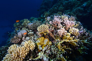 Underwater World. Coral fish and reefs of the Red Sea.Underwater background.Egypt	