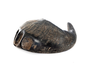 buffalo horn for dog