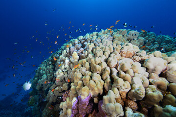 Underwater World. Coral fish and reefs of the Red Sea.Underwater background. Egypt	
