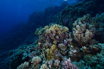 Fototapeta na wymiar Underwater World. Coral fish and reefs of the Red Sea.Underwater background. Egypt 