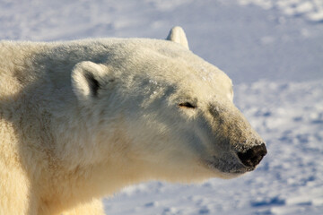 Obraz na płótnie Canvas Close-up of a polar bear walking on snow on a sunny day , near Churchill, Manitoba Canada