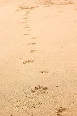 Dog footprints on the sand.