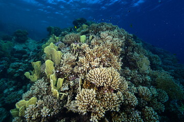 Naklejka na ściany i meble Underwater World. Coral fish and reefs of the Red Sea.Underwater background. Egypt 