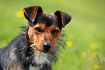 YOUNG DOG MIX OF BODEGUERO AND YORKSHIRE STARING AT THE CAMERA. BLACK AND BROWN COLOUR, PORTRAIT OF FACE. GREEN BACKGROUND OF MEADOW