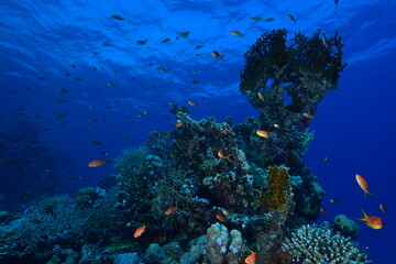  Underwater World. Coral fish and reefs of the Red Sea.Underwater background. 
Egypt	