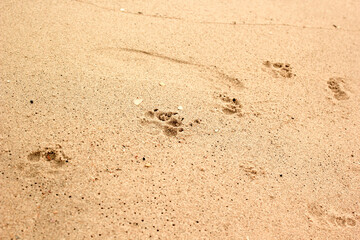 Dog footprints on the sand.