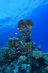 Naklejka na ściany i meble Underwater World. Coral fish and reefs of the Red Sea.Underwater background. Egypt 