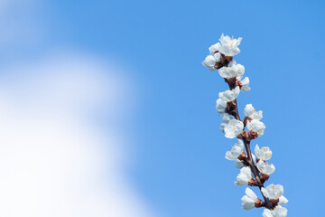 flowers of blooming Apple tree in spring against blue sky on a Sunny day close-up macro in nature outdoors.