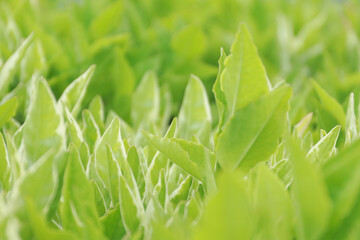 Green leafy background in the garden.