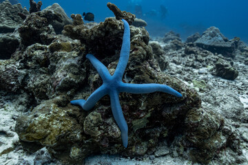 Underwater photography coral reef animals 