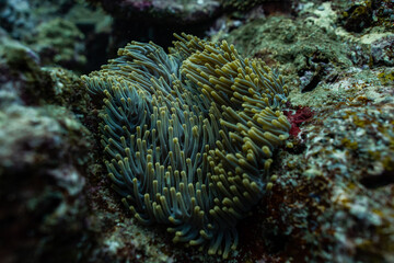 Underwater photography coral reef animals 